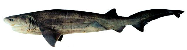 Hexanchus griseus_07.jpg